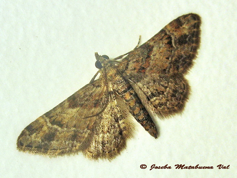 Eupithecia sp. (Geometridae) 2 - Gymnoscelis rufifasciata